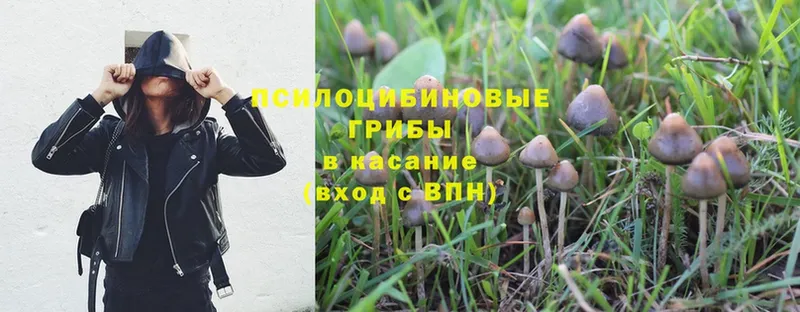 Галлюциногенные грибы Psilocybe  кракен рабочий сайт  Енисейск 